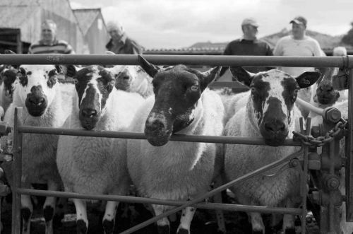 Sheep Awaiting Sale Abergavenny Market