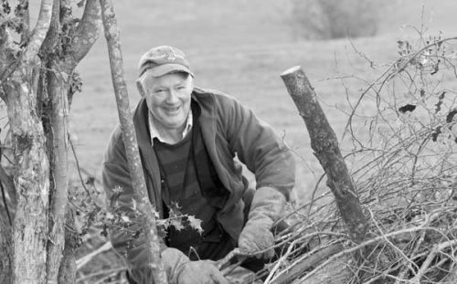 Hedgelaying in February